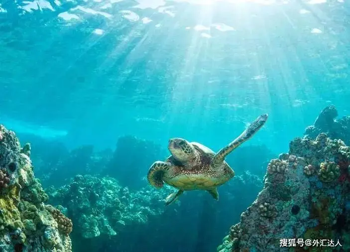 头寸 海龟 交易法_海龟交易法则_理查德·丹尼斯交易系统