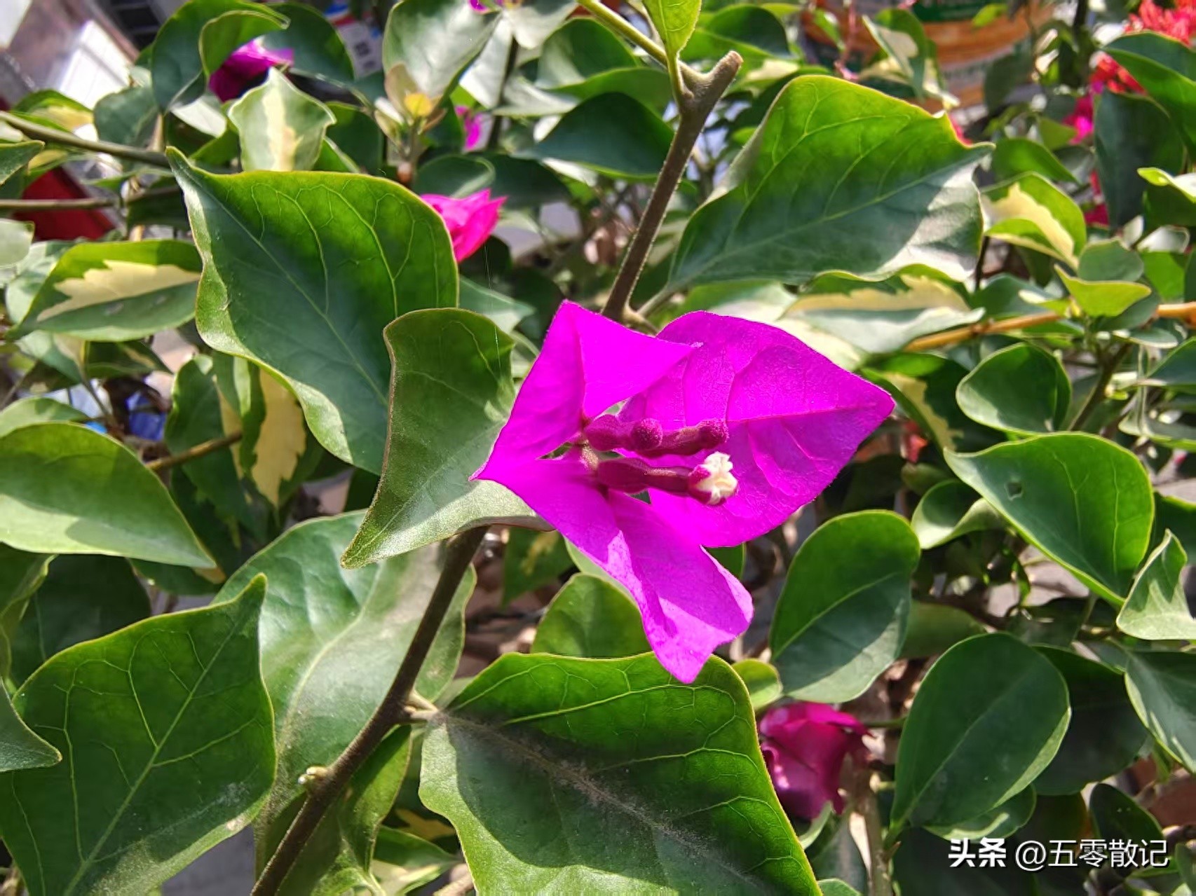 视涯科技科创板上市_宇视科技 股票_硅基OLED微型显示屏龙头